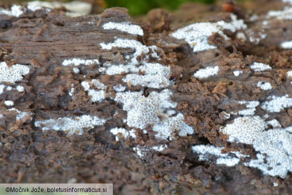 Ceriporia reticulata