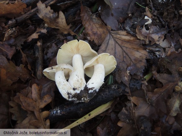 Entoloma sinuatum