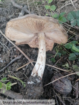 Pluteus cervinus