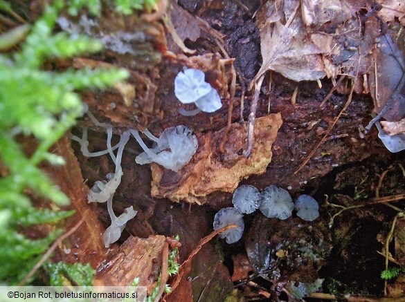 Delicatula integrella