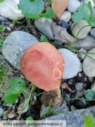 Rheubarbariboletus armeniacus