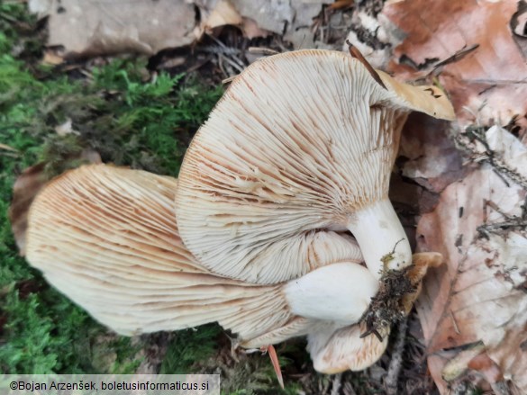 Lactarius illyricus