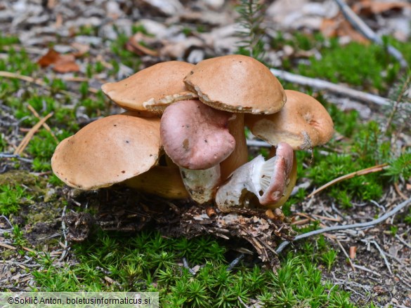 Gomphidius roseus