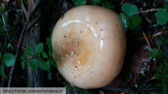 Lactarius semisanguifluus