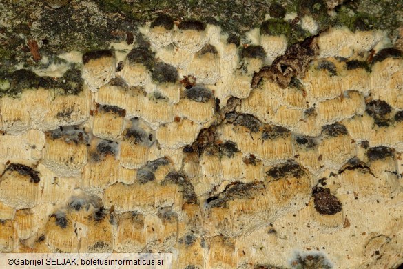 Xylodon flaviporus