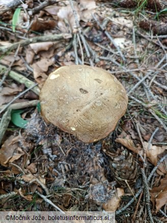 Butyriboletus appendiculatus