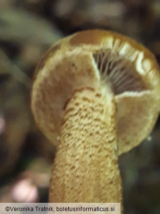 Kuehneromyces mutabilis