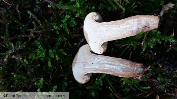 Paxillus involutus