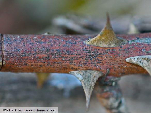 Saccothecium sepincola