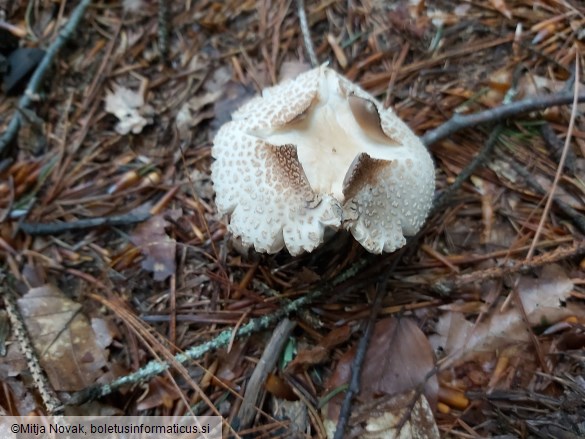 Amanita franchetii