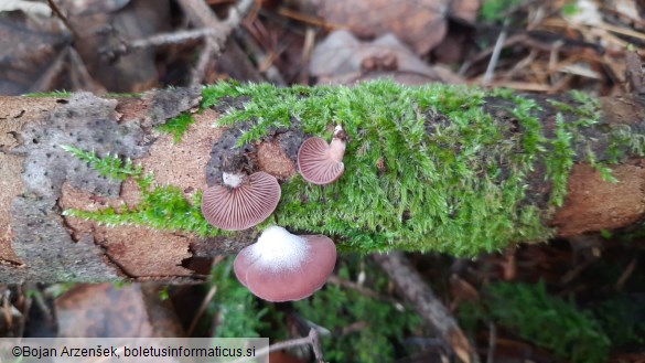 Panellus violaceofulvus