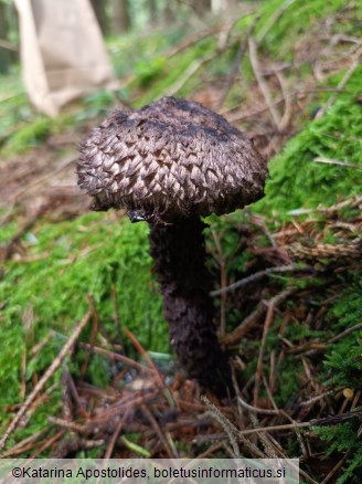 Strobilomyces strobilaceus