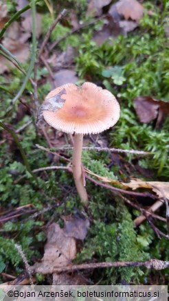 Amanita fulva