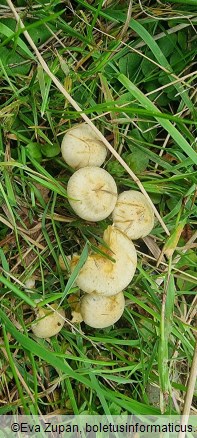 Pholiota gummosa