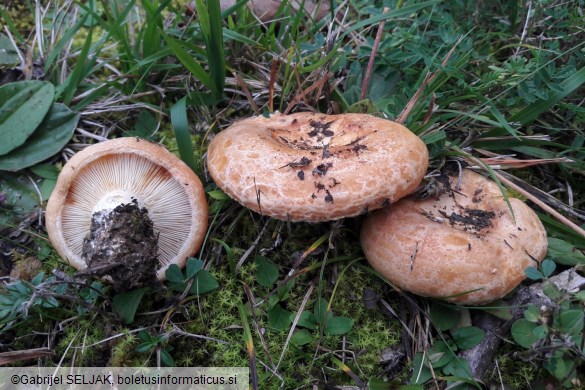 Lactarius acerrimus