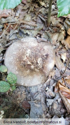 Russula nigricans