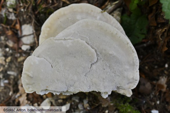 Amaropostia stiptica