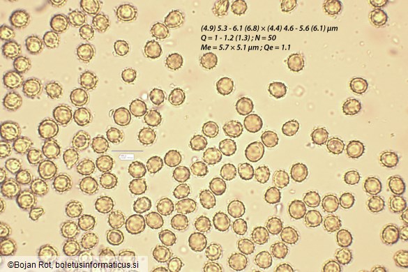 Tulostoma squamosum