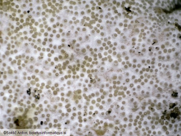 Hypomyces lateritius