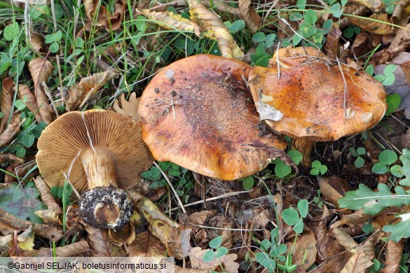 Cortinarius fulmineus