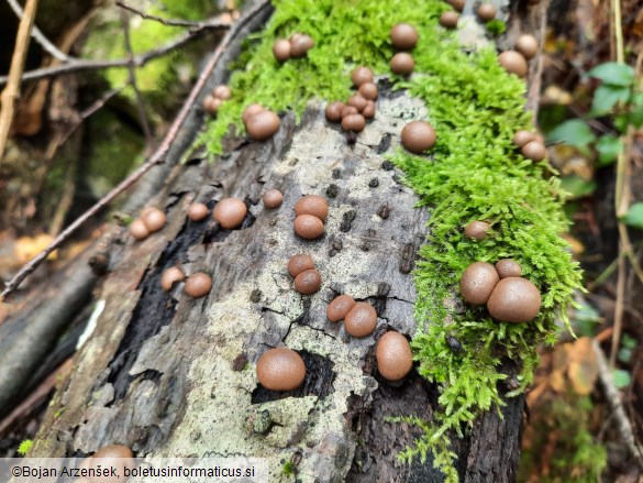 Lycogala epidendrum