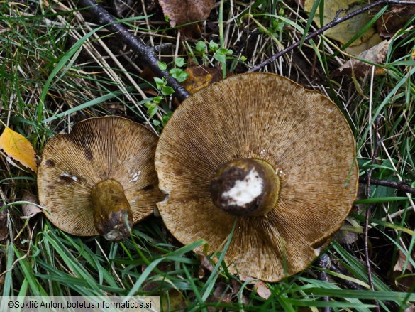 Lactarius necator