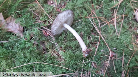 Pluteus umbrosus