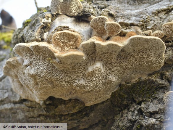 Trametes trogii