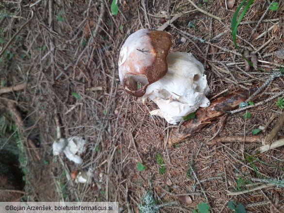 Hypomyces chrysospermus