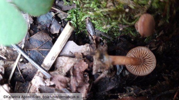 Tubaria furfuracea