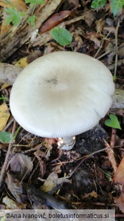 Amanita vaginata