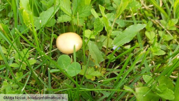 Agrocybe pediades