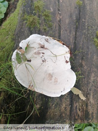 Ganoderma applanatum