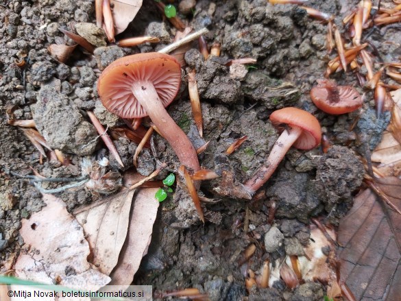 Laccaria bicolor