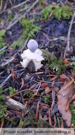 Geastrum quadrifidum