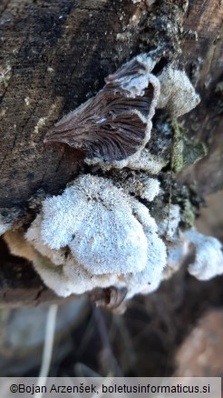 Schizophyllum commune
