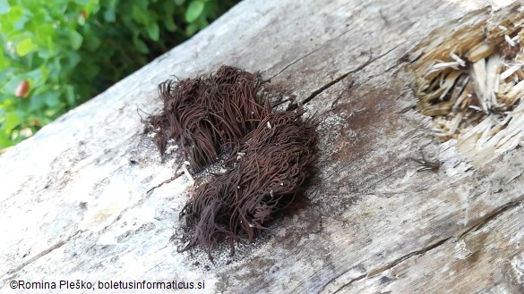 Stemonitis fusca