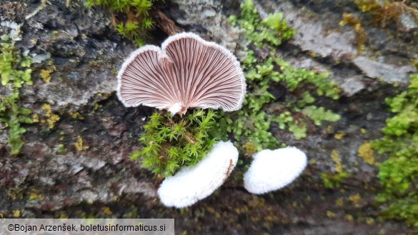Schizophyllum commune