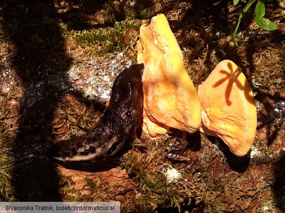 Laetiporus sulphureus