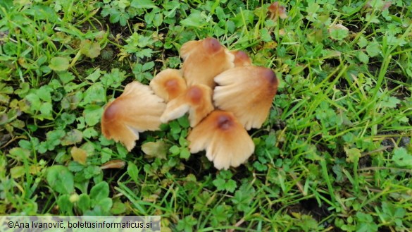 Psathyrella multipedata