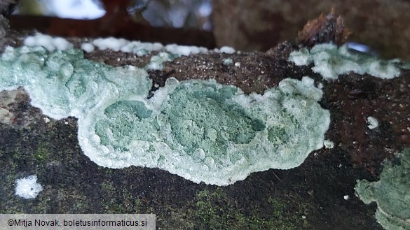 Trichoderma viride