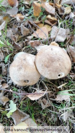 Leccinum scabrum