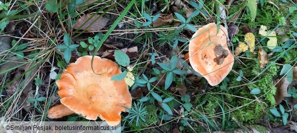 Lactarius salmonicolor