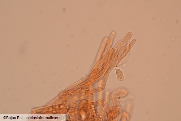 Callistosporium elaeodes