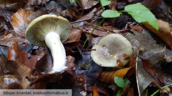 Lactarius blennius