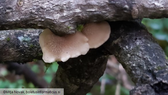 Lentinellus ursinus