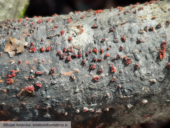 Nectria cinnabarina