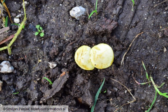 Tricholoma sulphureum