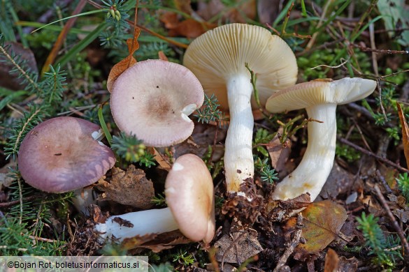 Russula versicolor