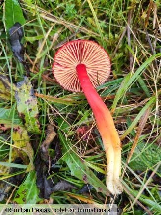 Hygrocybe coccinea